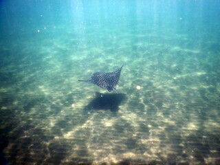 Obraz premium Costa Rica Pacific sea life.
