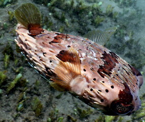 Costa Rica Pacific sea life. © Brian