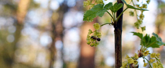 Forest ant siting on wild currant bush and looks at the flowers in spring sunny day. Forest in background.