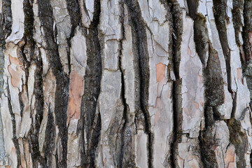 bark of a old poplar tree background