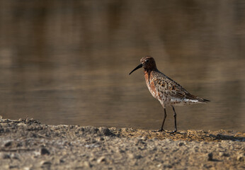 Curlew Sandpiper in breeding plumage at Asker Marsh, Bahrain