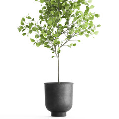  tree in a black pot isolated on white background 