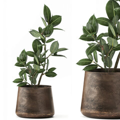 decorative Ficus elastica in a rust flowerpot Isolated on a white background