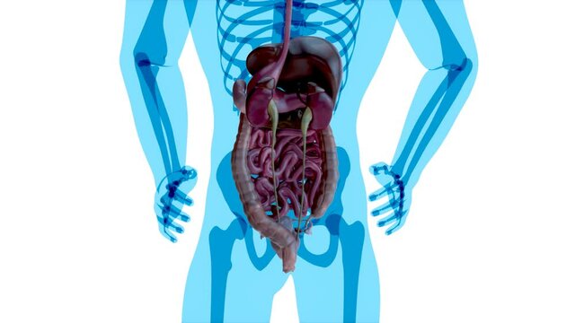 4K anatomy concept of the gut