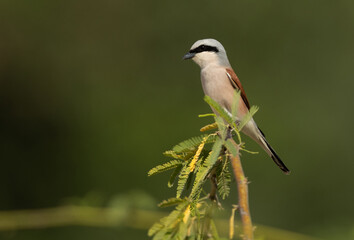 Red-backed shrike perched on green, Bahrain