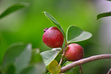 구아바 열매