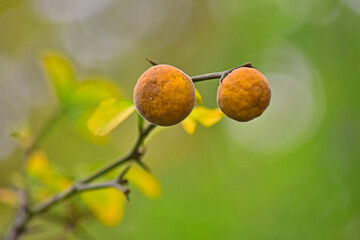 잘 익은 탱자열매