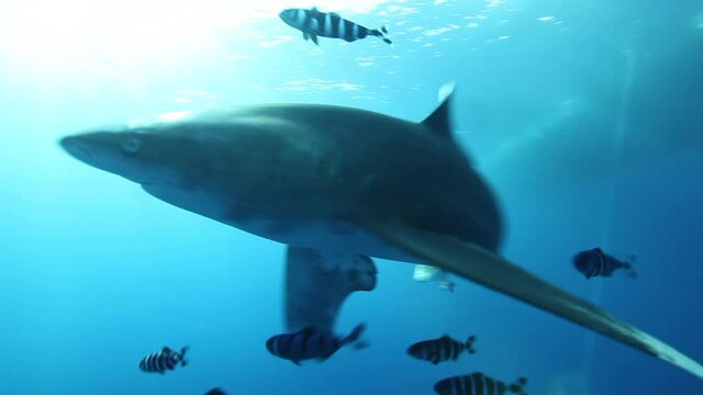 Pelagic longimanus shark swimming at the underwater surface of the Red Sea, Egypt