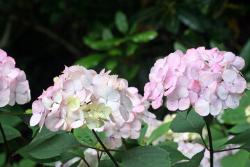 Close up of pink hydrangeas, Derbyshire England
