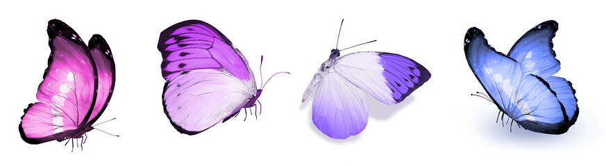 Color natural and watercolor butterflies , isolated on white background