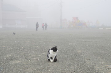 кот и туман