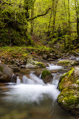 Obraz premium Zeleni vir stream with the rapids in the spring