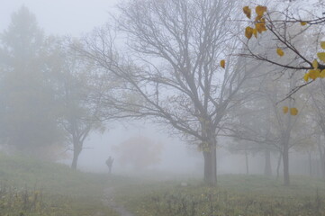 trees in the fog