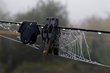 spider web with dew drops