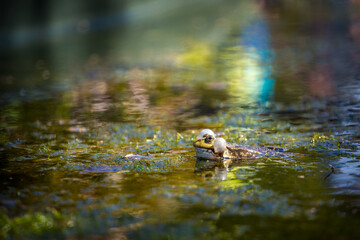 green frog in the water