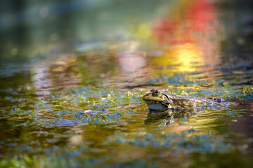 green frog in the water