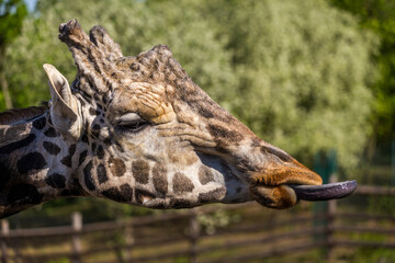 giraffe with tongue out