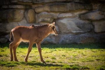 Crédence de cuisine en verre imprimé Antilope sable antelope young in park