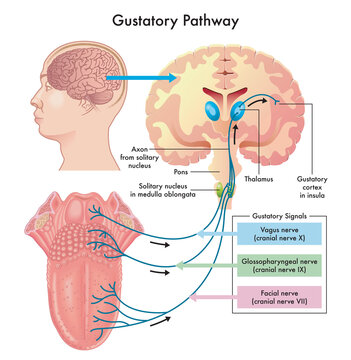 Diagram of the gustatory pathway, with annotations.