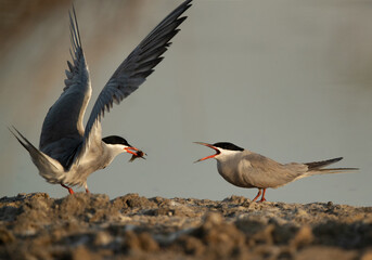 White-cheeked Tern offer to his mate at Asker marsh, Bahrain
