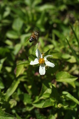 Honey Bee in Motion