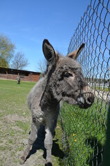 zwierzak, osioł, kangur, ssak, farma, charakter, gras, torbacz, australia, dzika natura, kłos, braun, cheval, muł, glow, walabia, bystra, grej, hayfield, portret, futro, pola, zwierzęcej, buzia, ogród © Szymon