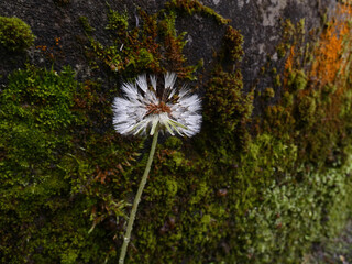 flor que se sopla ante una pared de musgo