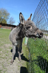 zwierzak, osioł, kangur, ssak, farma, charakter, gras, torbacz, australia, dzika natura, kłos, braun, cheval, muł, glow, walabia, bystra, grej, hayfield, portret, futro, pola, zwierzęcej, buzia, ogród © Szymon