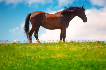 Horse in a Field and cloudy sky