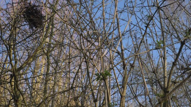 Panning Shot Looking Up At Birds Nest