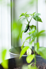 Green plant with chili pepper on