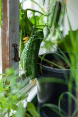 Closeup on green cucumber growing on window sill