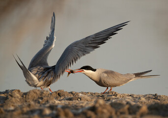 White-cheeked Tern offering his mate at Asker marsh, Bahrain