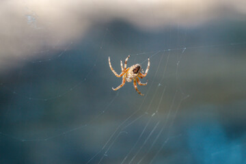 spider on the web