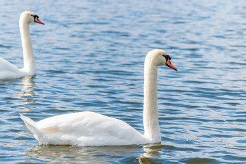 Couple of white swans in the pond
