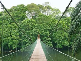 ブルネイのウル・テンブロン国立公園内の吊り橋