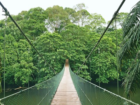 ブルネイのウル・テンブロン国立公園内の吊り橋