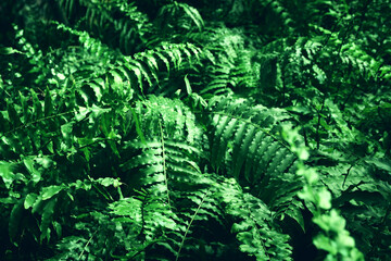 green tropical leaves background. summer and nature concept.