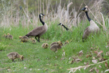 standing Canada goose (Branta canadensis) with numerous yellow plumed goslings nearby in grass with dandelions near shallow ponds