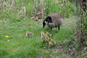 standing Canada goose (Branta canadensis) with numerous yellow plumed goslings nearby in grass with dandelions near shallow ponds