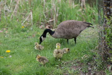 standing Canada goose (Branta canadensis) with numerous yellow plumed goslings nearby in grass with dandelions near shallow ponds