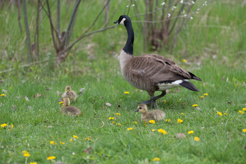 standing Canada goose (Branta canadensis) with numerous yellow plumed goslings nearby in grass with dandelions near shallow ponds