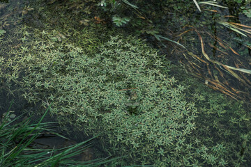 Wasserpfanzen und Gras in einem kleinen Bach mit fließenden Wasser in der Natur im Sommer