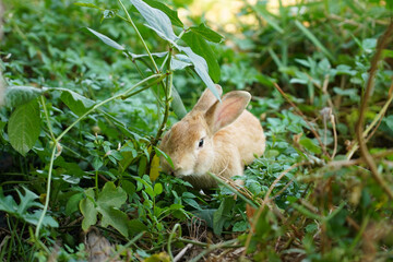 Brown rabbit on green grass. Cute sweet lovely furry bunny in summer sunny day