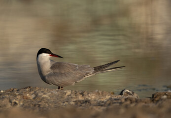 White-cheeked Tern at Asker marsh, Bahrain