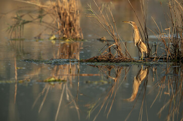 Little Bittern with reflection on water at Asker marsh, Bahrain