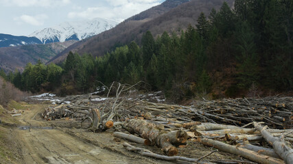 Beech tree trunks cut down in a logging area in Fagaras Mountains. The trunks are placed near a muddy road. The mountain peaks nearby are still covered with snow, springtime, Carpathia, Romania.