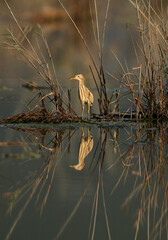 Little Bittern at Asker marsh, Bahrain