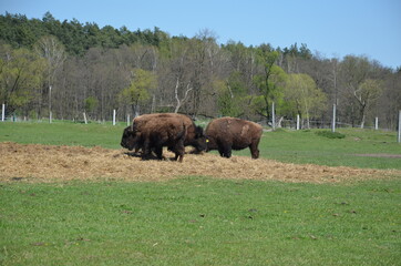 Bizon , Polski Bizon , Bizon w Polsce , Bizon , Kurozwęki ,zwierzak, bizon, krowa, gras, pola, bawoły, bydło, farma, pastwisko, stada, charakter, krowa, krajobraz, byk, pastwisko, ssak, obszarów wiejs © Szymon