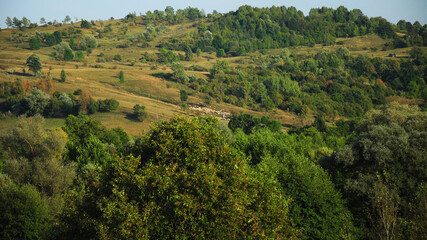 Fototapeta na wymiar A flock of sheep grazing on a meadow over a hill, near a forest. Traditional farming or grazing in Carpathian Mountains, Romania.